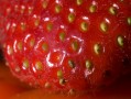 0731-2011 Strawberry (7310166)